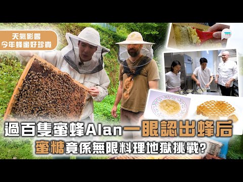 意料之踪｜到訪意大利養蜂場「開箱」蜂巢運作　原來雄蜂淨係負責嘆世界？｜品嚐超特別蜜糖料理　蜂花粉燉飯/蜂巢酥餅/栗子蜜糖奶凍｜TVB Plus