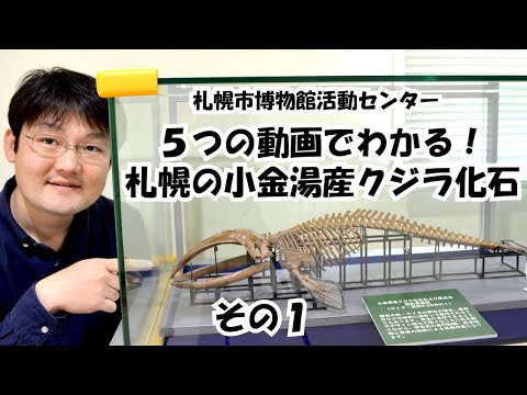 ５つの動画でわかる！札幌の小金湯産クジラ化石その１　クジラは陸にすんでいた？進化を知ろう