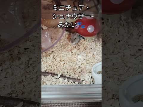 ワンちゃんみたいなハムスター？（ピク）#ハムスター #hamsters #癒し #cute #可愛い #ミニチュアシュナウザー