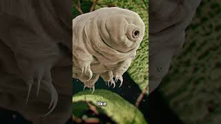 Did You Know? 🌌 Wow! Tardigrade Are Invulnerable #shorts #short #shortvideo #facts #fact #space