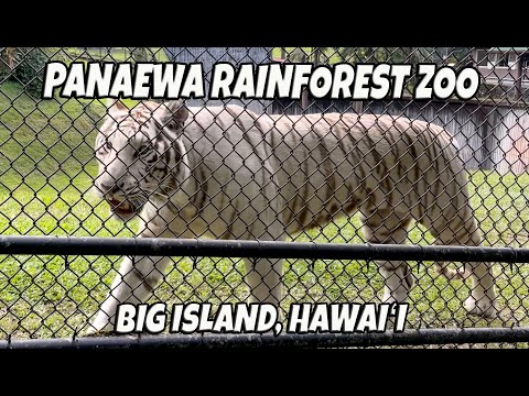 Panaewa Rainforest Zoo | Panaewa Zoo on Big Island | Free Hawaii Zoo December 22, 2024