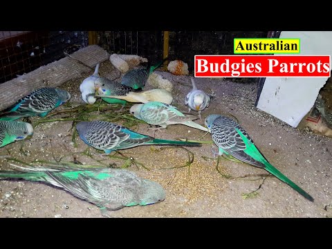 Australian Budgies | Parakeet Budgies Feeding Sound | Birds and Animals Planet