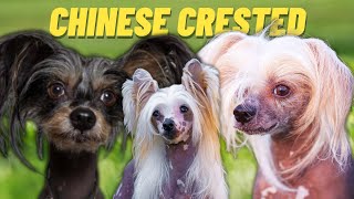 CHINESE CRESTED - Top 10 FACTS and Things To Know about the CHINESE CRESTED