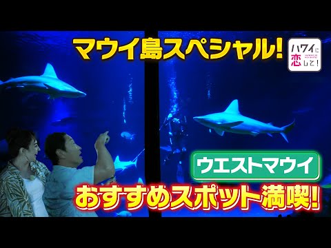 【BS12ハワイに恋してｘハワイ州観光局】マウイ島特別番組ウェスト・マウイ編（マウイ・オーシャン・センター＆ショッピング＆グルメ）