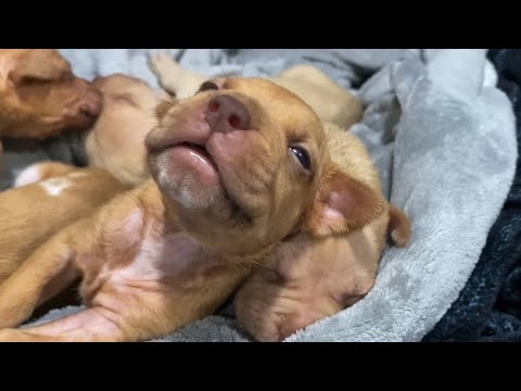 Adorable 2 week old puppies