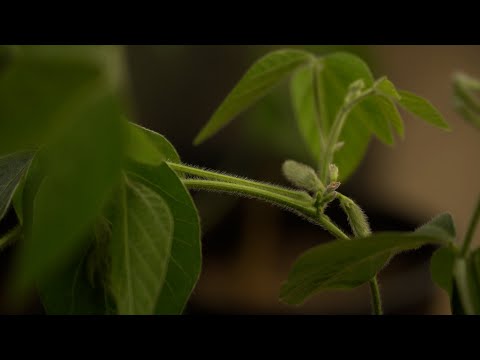 'Magic’ soybeans produce life-saving drugs, nutritional compounds while going easy on the planet