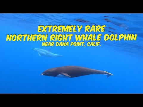 Very Rare Northern Right Whale Dolphin off the Coast of Dana Point, California