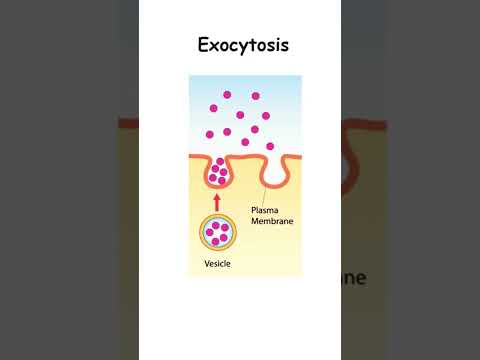 How cells communicate: Exocytosis Explained