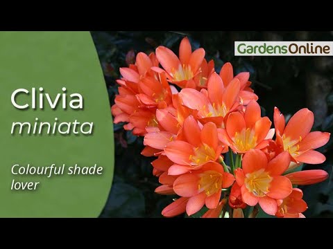 Clivia - Natal Lily