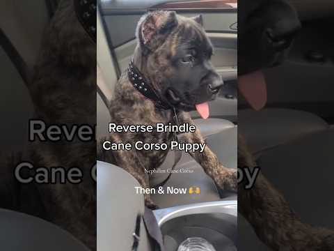 REVERSE BRINDLE CANE CORSO #canecorso #canecorsolovers #mastiff #italianmastiff