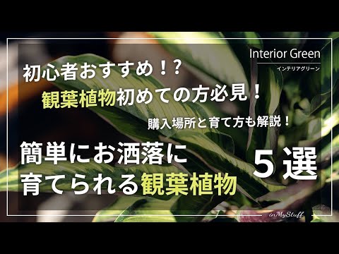 【1000円〜買える】初心者におすすめの観葉植物５選＆購入場所と育て方も紹介！