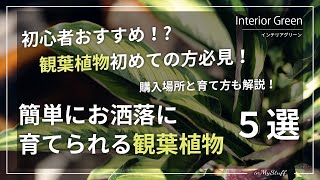 【1000円〜買える】初心者におすすめの観葉植物５選＆購入場所と育て方も紹介！