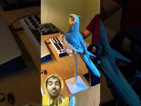 clocktiel Birds singing and dancing 😮🤗... #birds #cockatiel