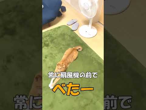 我が家の猫に緊急事態が起きました！ #shorts #猫 #わるねこ