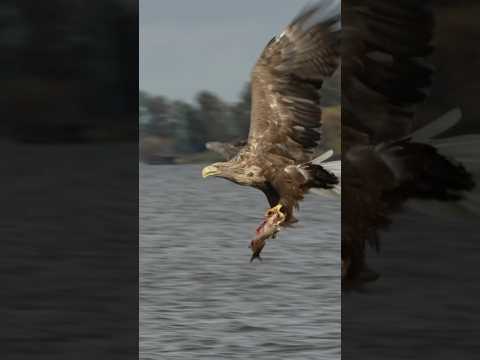 Eyes on the prize - Giant Sea Eagle diving and catching Fish! #wildlifefilming #wildlifephotography