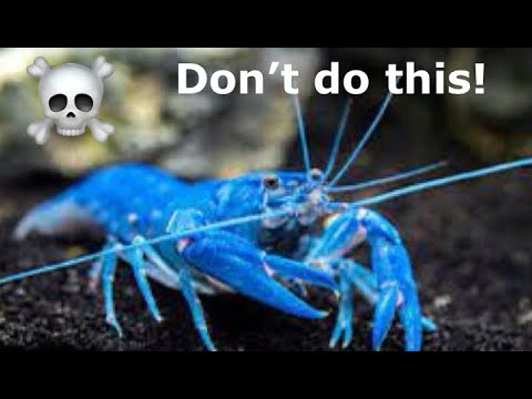 These mistakes KILL CRAYFISH!