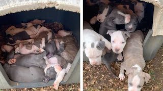 Waking Up Adorable Pitbull Puppies