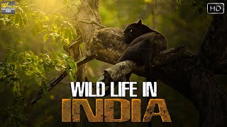 भारत का वन्यजीवन एक अलग नजरिये सें | Indian Wild Life | Wild Documentary