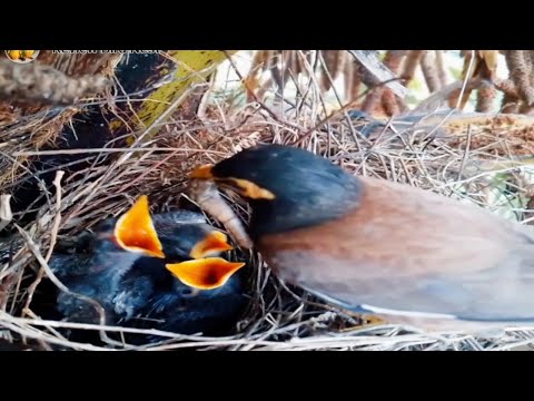 Common Myna Beautifully feeding her little baby in the nest! (EP.38)