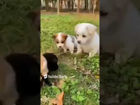 Khoobsurat | STREE2 | ##cutepappies #cute #pappies #puppyshorts #doglover fun with chimmy and neelu