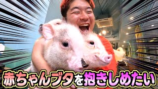 【癒し】赤ちゃんブタがただただ可愛すぎたwww