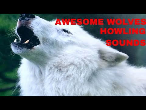 Awesome Wolf Howling Sounds- Wolf Howling compilation-Relaxing Wolf Sounds