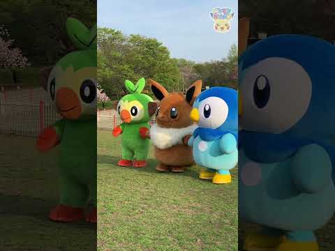 【ポケモン公式】ポケモン Shorts ～サルノリ・イーブイ・ポッチャマ ゆかいな３匹〜 #ポケモンKidsTV