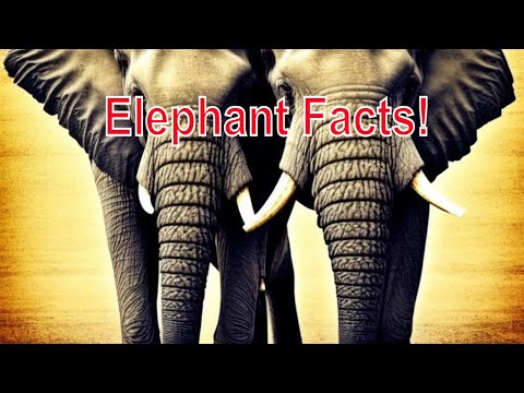 Elephants facts you never knew! #elephantfacts #animalfacts #fascinating  #nationalgeographic #facts