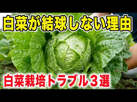 白菜が結球しない？芯が黒ずんでる？尻の方から腐る？原因と対策を解説