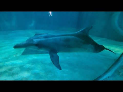 Rosie the Rough-toothed Dolphin Interacting - Clearwater Marine Aquarium - August 22, 2024