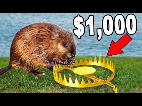 $0 vs $1,000 MUSKRAT Trapping!