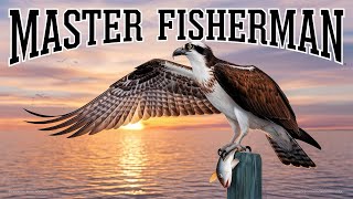 Meet the Majestic Osprey of Chesapeake Bay: Nature's Expert Fisher!