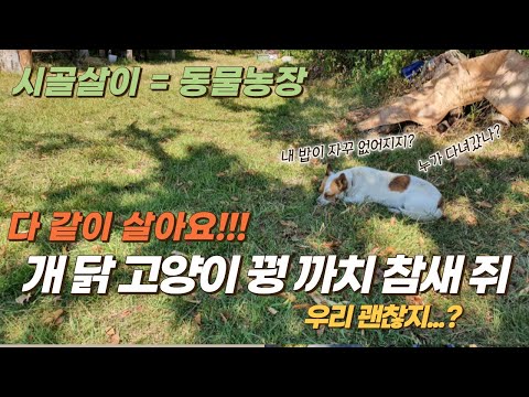 [DAY3] 30대 부부의 귀촌생활 피할 수 없는 동물들과의 공생