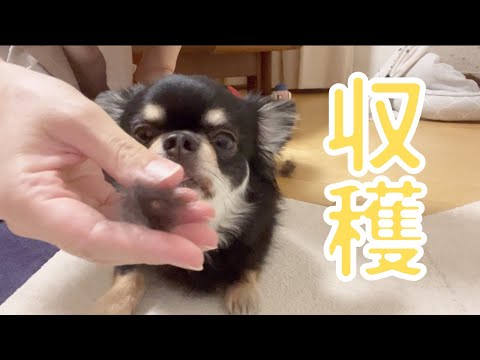 暑いのにこんなに毛生えてたら暑いよね#チワワ #dogybox#dogs