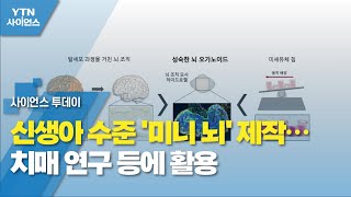 신생아 수준 '미니 뇌' 제작…치매 연구 등에 활용 / YTN 사이언스