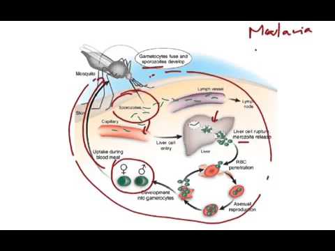 Protozoan Diseases