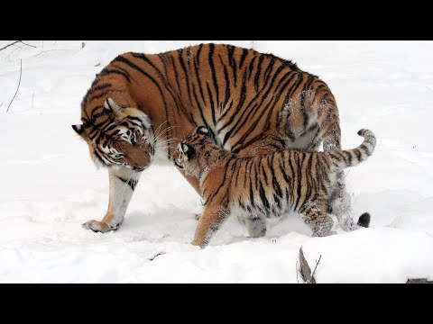 3 Facts You Might Not Have Known About Tigers