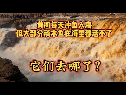 黄河每天冲鱼入海，但大部分淡水鱼在海里都活不了，它们去哪了？