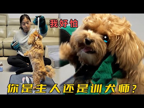 乖狗被“誤判”為咬人惡犬，打罵教育半年終於逼瘋，訓犬師怒斥主人不動腦子！