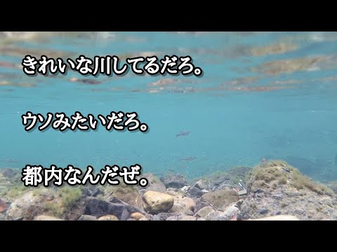 東京都内某所の渓谷で、川の中を覗いてみると…