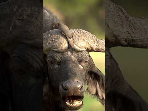 Buffalo: The Majestic Giants #BuffaloFacts #Wildlife #Nature #Grasslands #AnimalKingdom