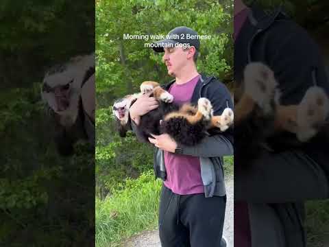 Bernese Mountain Dog Brothers | Dog Walk