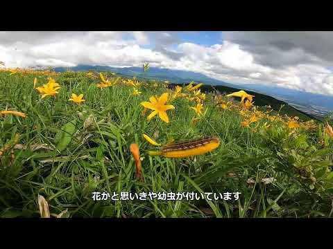 満開のニッコウキスゲ　霧ヶ峰　車山 　2022/07/15