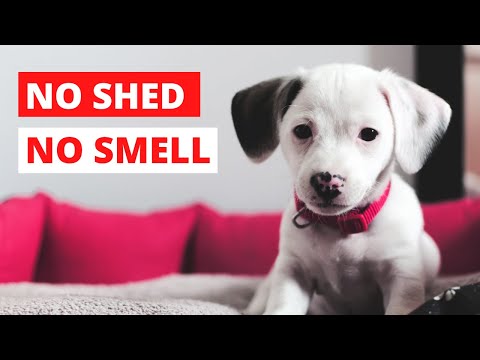 Top 15 Dog Breeds that Don't Shed or Smell