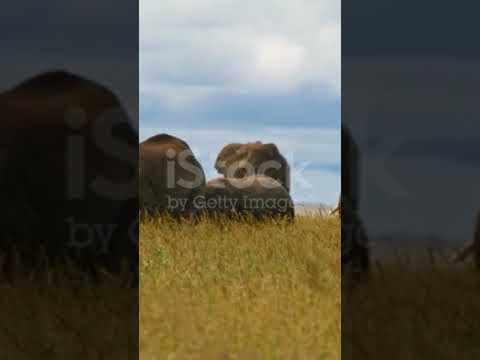 #elephant #animalsoundeffects #elephantnaturalsounds #nature #wildlife