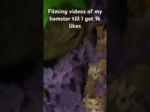 Filming my hamster till 1k likes #hamster