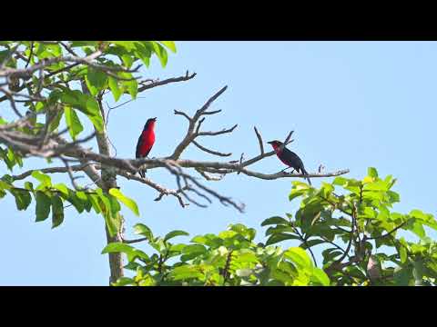 Yellow-crowned Gonolek (Laniarius barbarus) duet call - E Killy (Gambia) 26-11-2024