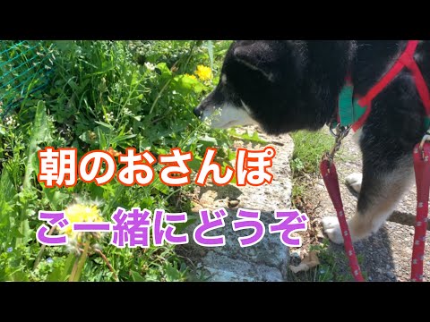 【黒柴・保護犬】朝のおさんぽ・癒しの鳥のさえずり