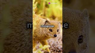 Mongoose: Nature's Snake Slayer #shortvideo #mongoose #animalwonder