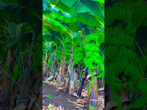 Farming banana fruit amazing skill development #shorts